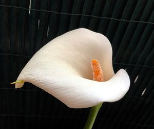 Close-up of white flower