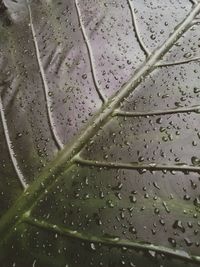 Full frame shot of water drops on glass