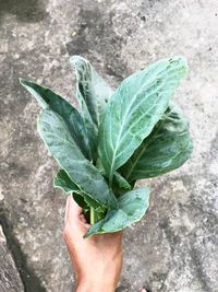 Close-up of hand holding leaf