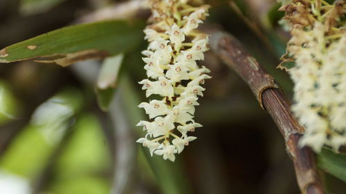 Close-up of white flowering plant