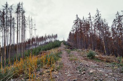 Environmental disaster. road amidst plants and dead spruce trees against sky, thale, harz