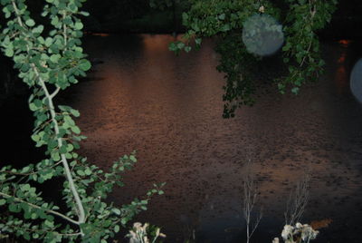 Close-up of plants against blurred water