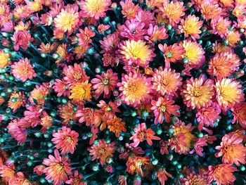 Full frame shot of flowering plants
