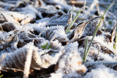 Close-up of snow covered plants on land