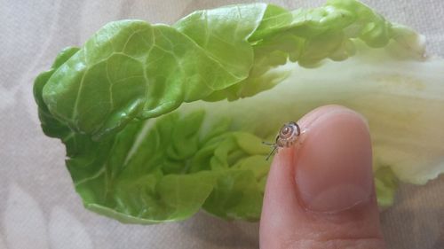 Close-up of insect on hand