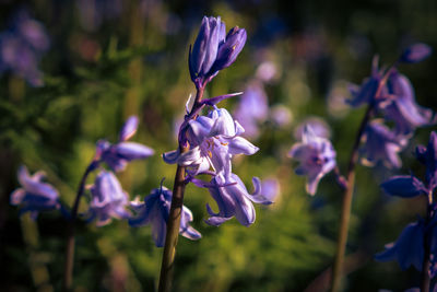 Close-up of purple flowering plant