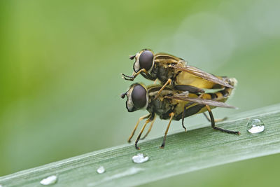 Close-up of fly