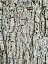 Full frame shot of tree trunk against wall