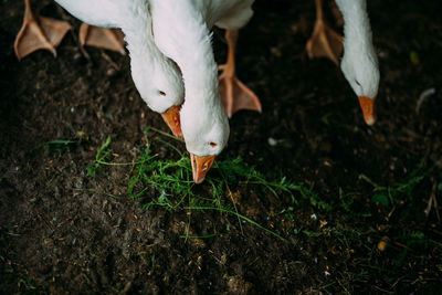 Close-up of bird on field