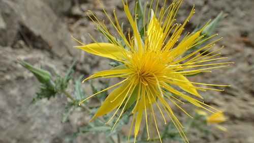 Close-up of yellow flowering plant