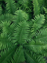 Full frame shot of fern leaves in nature