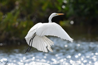Close-up of swan on lake