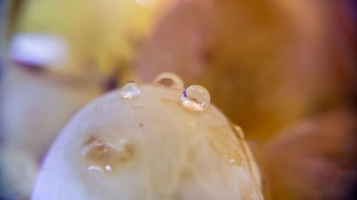 Macro shot of water drops on leaf