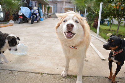 Portrait of dog