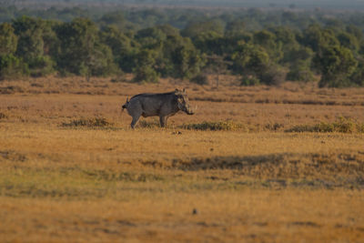 Wild animal on field in kenya