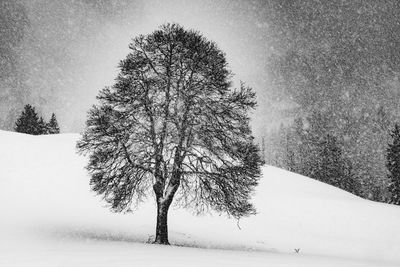 Trees on snow covered landscape