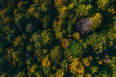 High angle view of yellow flowering plants