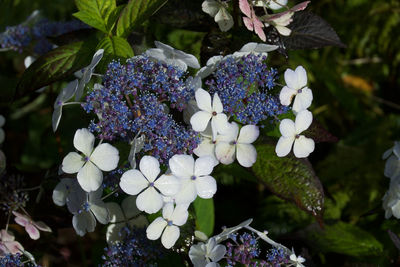 Close-up of purple hydrangea flowers