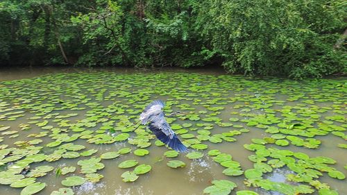 Water lily floating on lake
