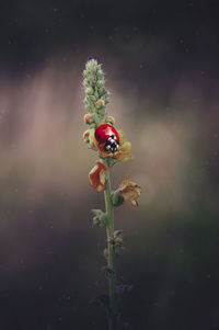 Close-up of ladybug on plant