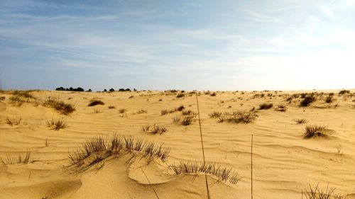 Scenic view of desert against sky