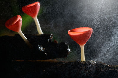 Close-up of strawberry over black background