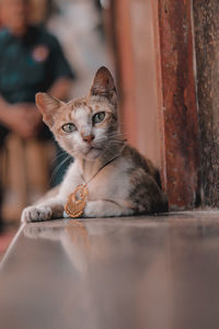 Portrait of cat on floor