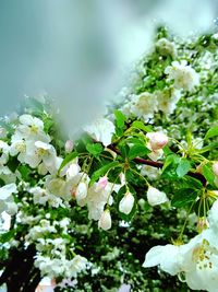 Close-up of white flowering plant
