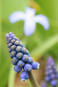 Close-up of purple flowering plant