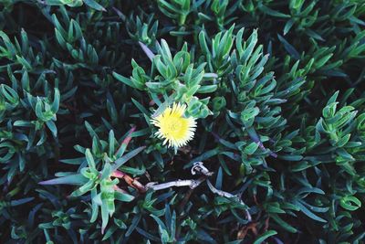 High angle view of yellow flowers blooming outdoors