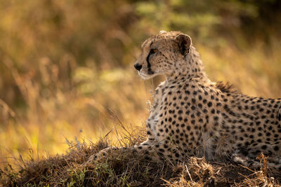 Close-up of cheetah sitting on grass