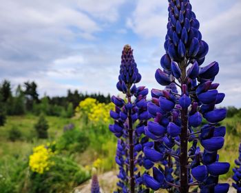 Close-up of purple flowering plants on land against sky