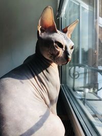 Sphincs cat naked cat bald