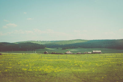 Cows grazing on field against sky