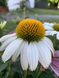 Close-up of white flower