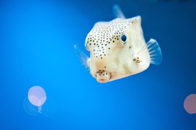 Close-up of jellyfish swimming in aquarium