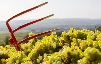 Close-up of grapes growing on plant