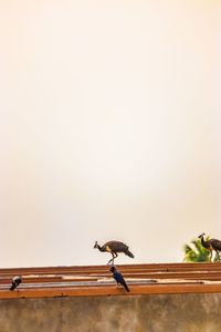 Low angle view of bird perching on wood