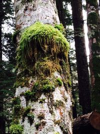 Trees in forest