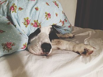 Dog sleeping on sofa