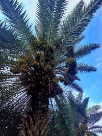 Low angle view of palm tree against sky