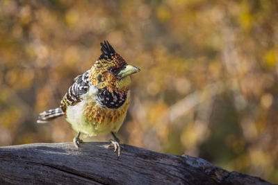 Close-up of a bird perching on wood