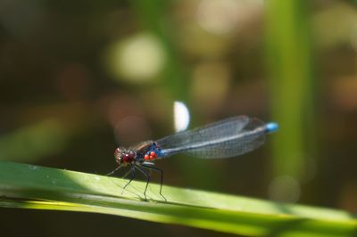 Close-up of insect on leaf