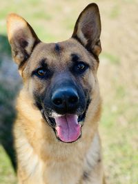 Close-up portrait of dog on field