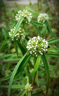 Close-up of flowers blooming outdoors