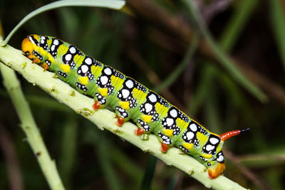 Close-up of butterfly on plant