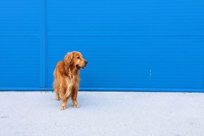 View of dog standing against blue wall