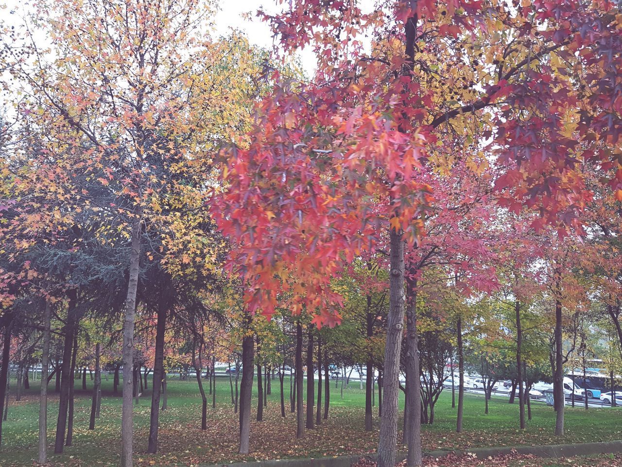 TREES IN AUTUMN