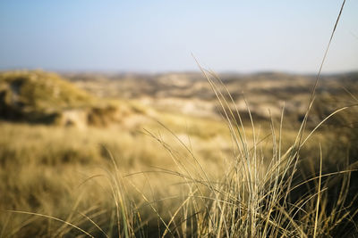 Close-up of wheat field