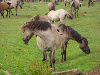 Wild horses in germany